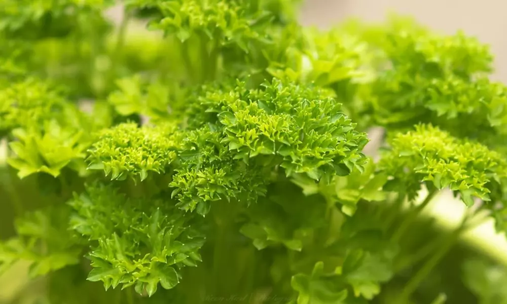 Companion Plants for Parsley