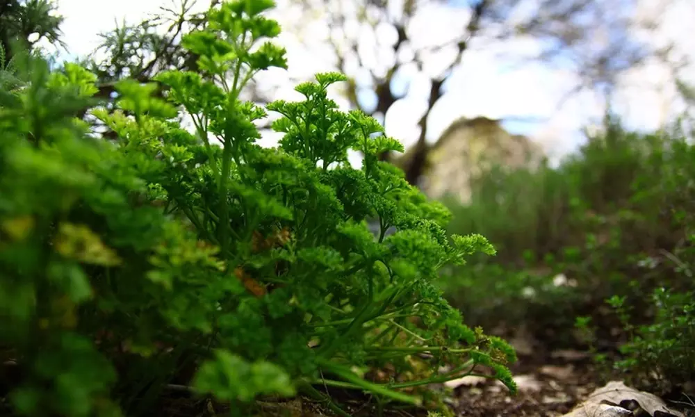 Companion Plants for Parsley