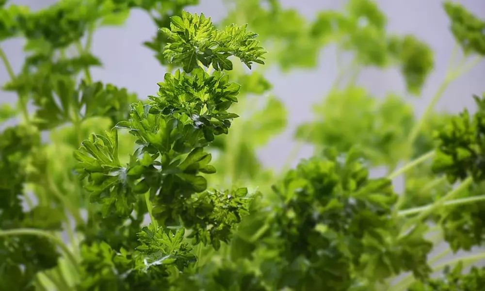 Planting Parsley