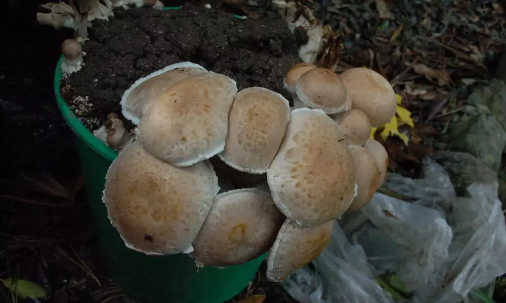 Portobello Mushrooms