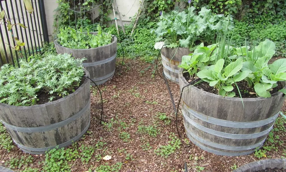 Kale in Pots