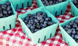 Blueberries Have Seeds