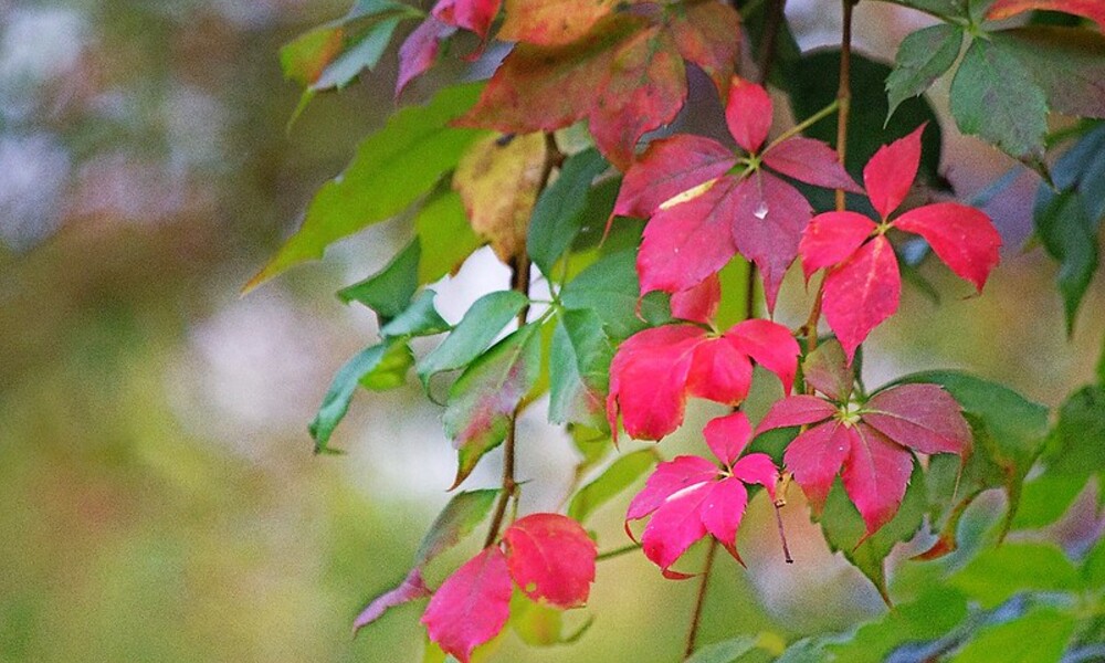 Rid of Virginia Creeper