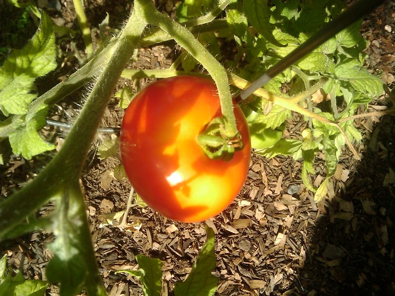 Kellogg's Breakfast Tomato