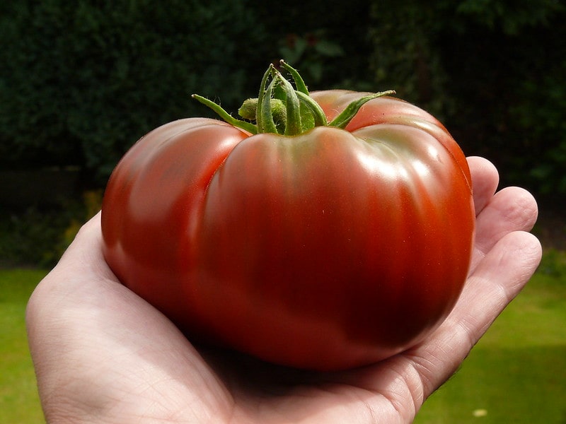 Paul Robeson Tomato