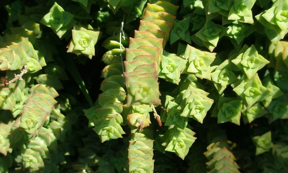 Watch Chain Succulent