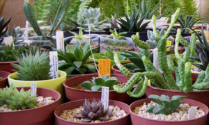 Large Succulent Plants