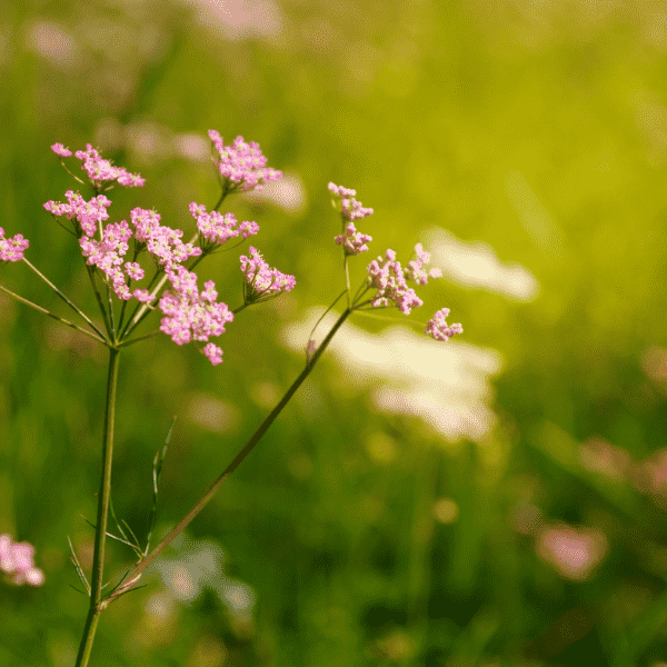 Yarrow