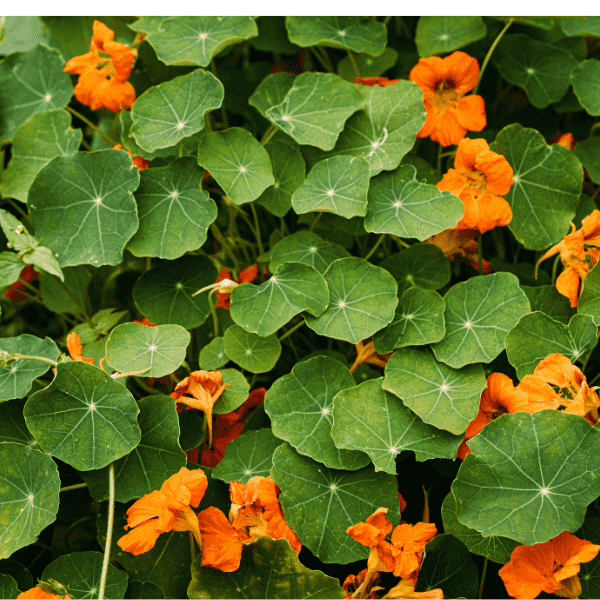 Nasturtium