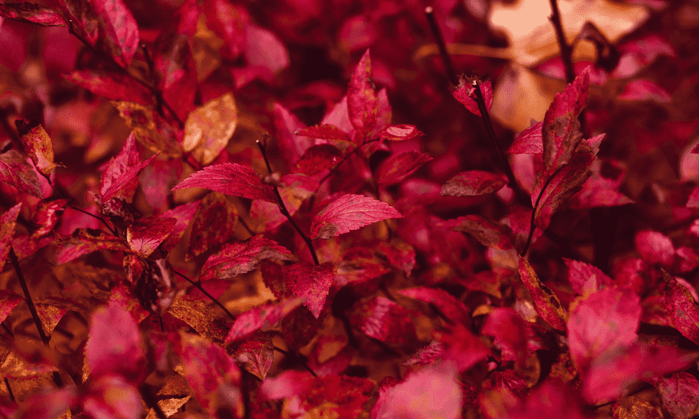 red leaf plant