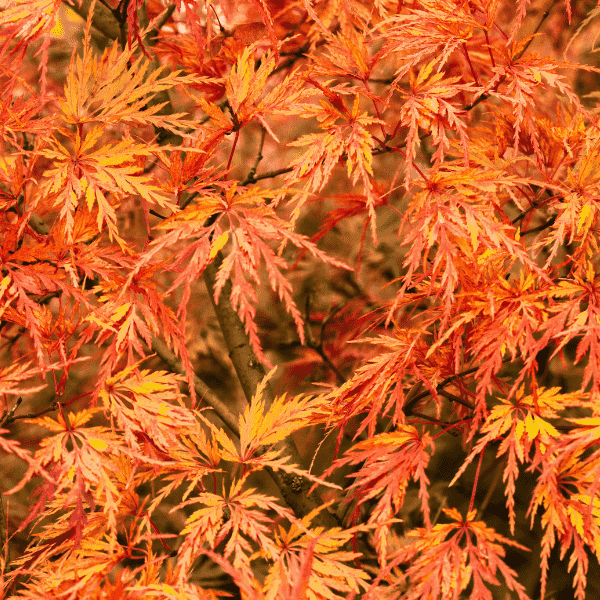 Japanese Maple