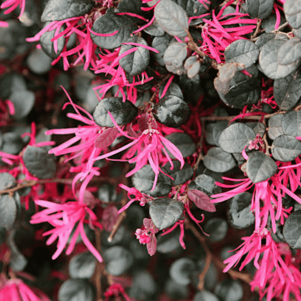 Chinese Fringe Flower's Black Pearl