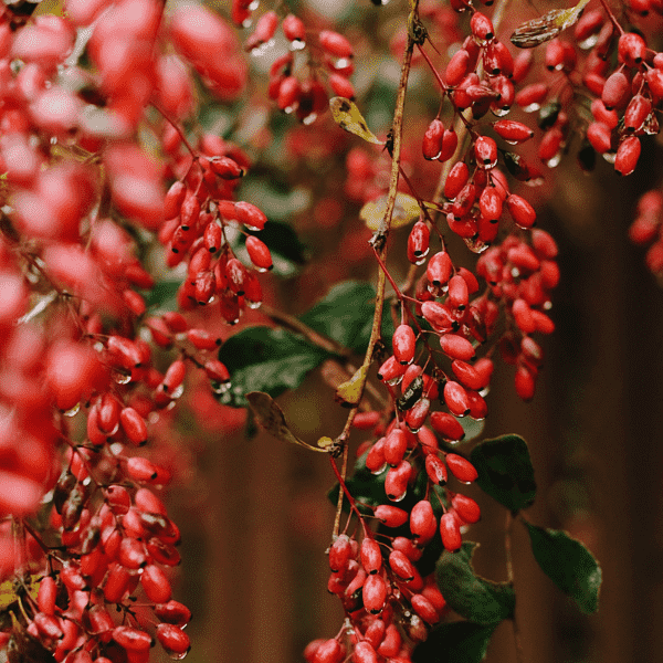 Red Barberry