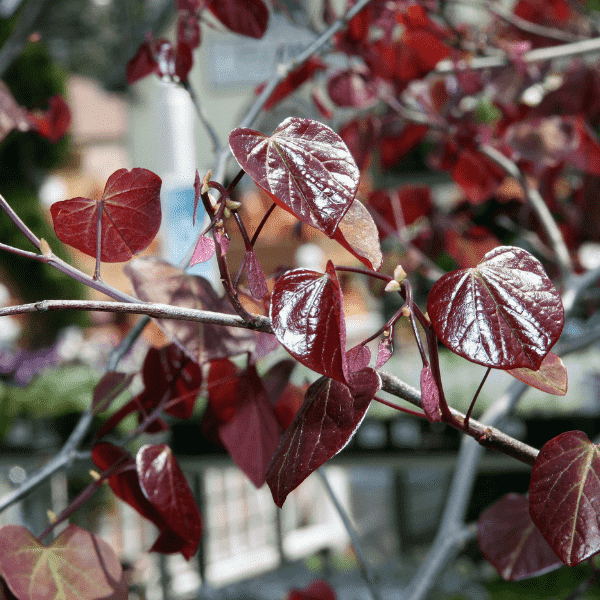 Forest Pansy Redbud