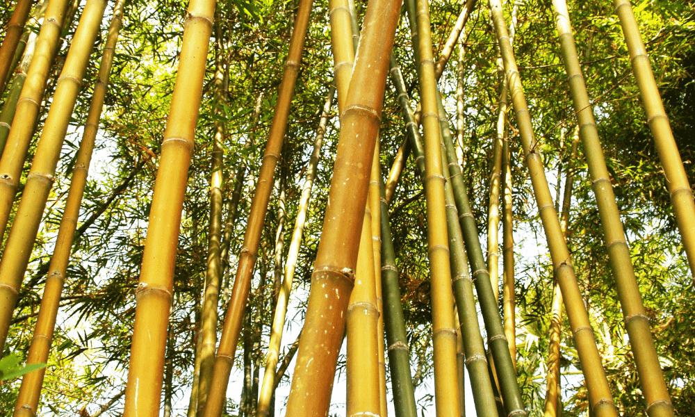 Bamboo Bonsai