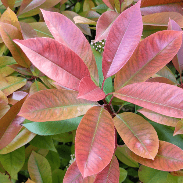 Photinia Red Robin