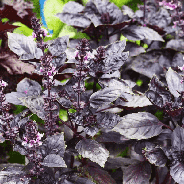 Purple Basil