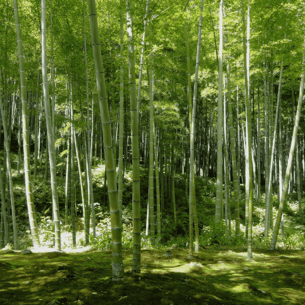 bonsai bamboo