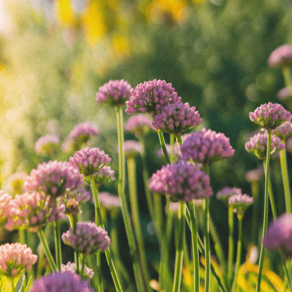 Alliums