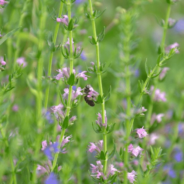 Hyssop