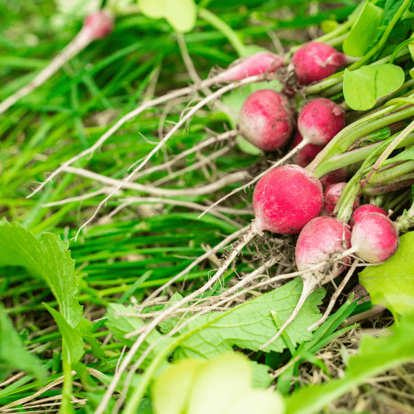 Radishes