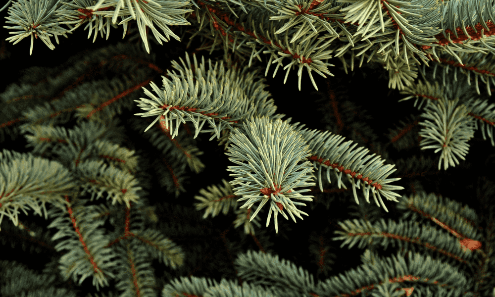 Spiky Plants