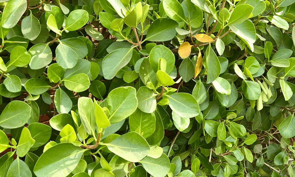 Clusia Plant