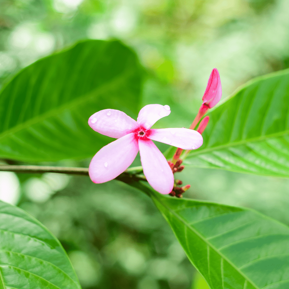 Varieties of Clusia