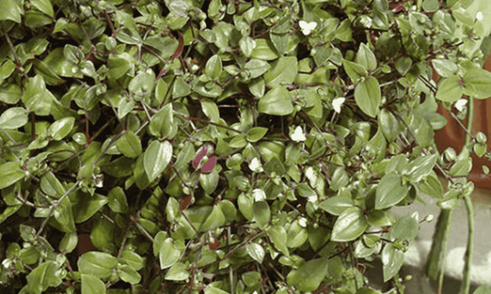 Bridal Veil Plant