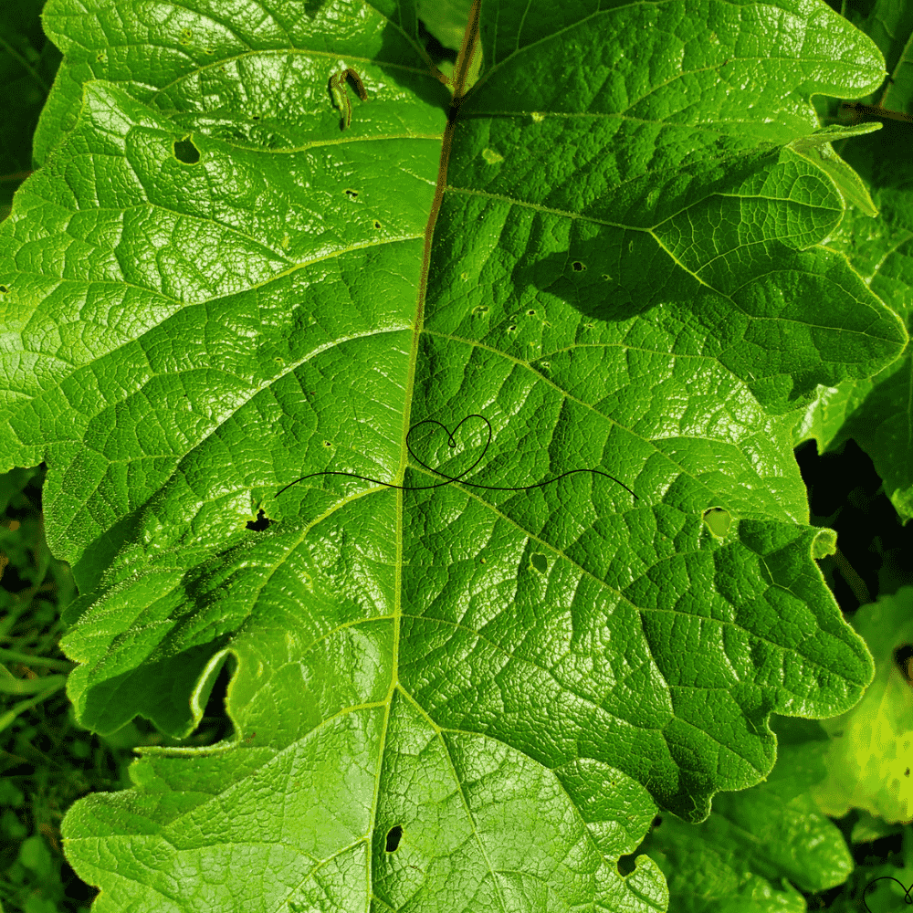 Large Leaf