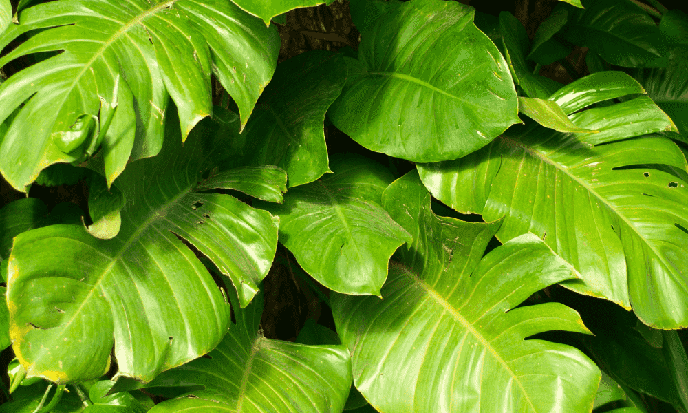 plants with big leaves